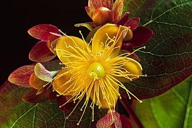 《碧蓝幻想Versus：崛起》将在EVO 2023举行公开测试赛